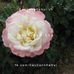Hoa hồng Titanic Tree Rose