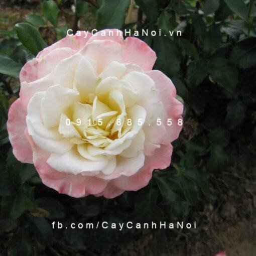 Hình ảnh hoa hồng Titanic Tree Rose