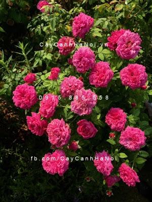 Hình ảnh hoa hồng William Shakespeare 2000 Tree Rose