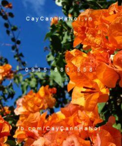 Cây hoa giấy màu cam