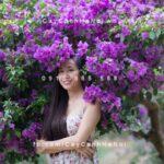 cây hoa giấy màu tím