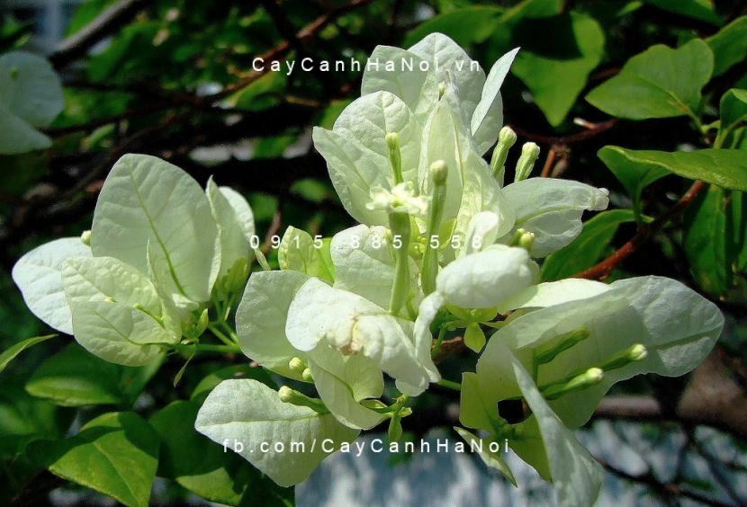 Cây hoa giấy màu trắng