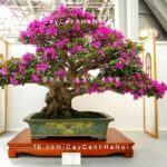 Cây hoa giấy thế Bonsai