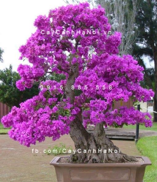 Dáng cây hoa giấy cổ thụ