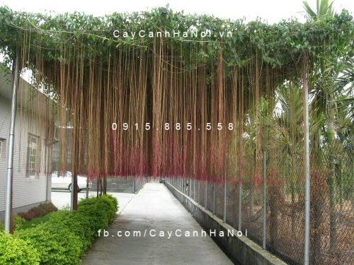 Cây Liêm Hồ Đằng