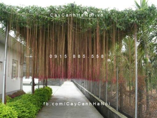 Cây Liêm Hồ Đằng
