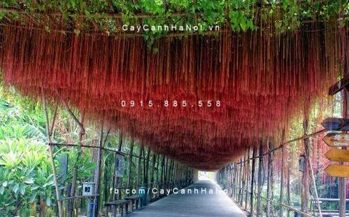 Cây Liêm Hồ Đằng