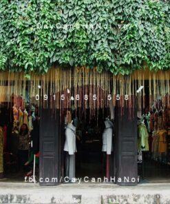 Cây Liêm Hồ Đằng