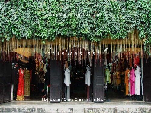Cây Liêm Hồ Đằng