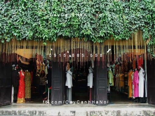 Cây Liêm Hồ Đằng