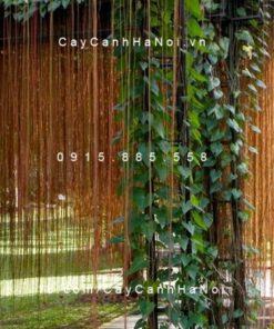 Cây Liêm Hồ Đằng