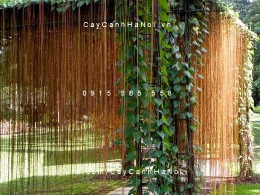 Cây Liêm Hồ Đằng