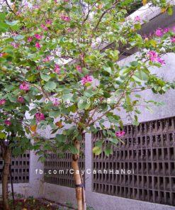 Cây hoa ban đỏ