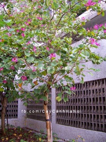 Cây hoa ban đỏ