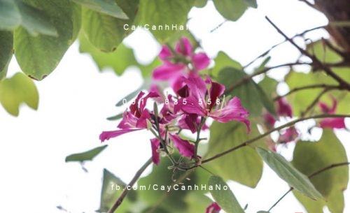 Cây hoa ban đỏ