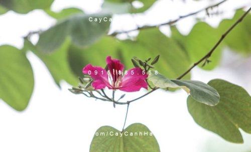 Cây hoa ban đỏ