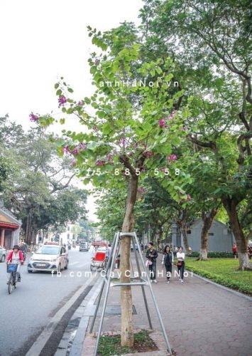 Cây hoa ban đỏ