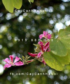 Cây hoa ban đỏ