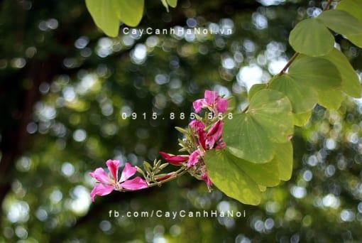 Cây hoa ban đỏ