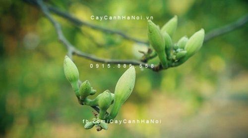 Cây Hoa Ban Tây Bắc