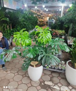 Monstera Deliciosa được mô tả khoa học lần đầu năm 1849