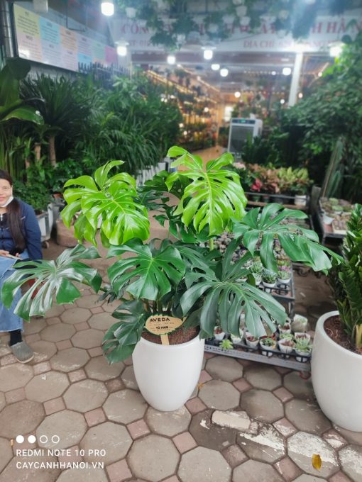 Monstera Deliciosa được mô tả khoa học lần đầu năm 1849