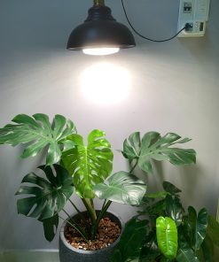 Chăm sóc cây Monstera không quá khó