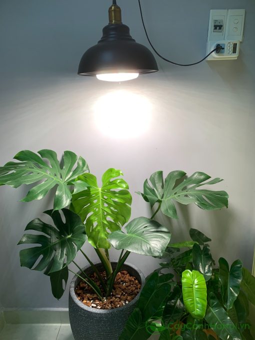 Chăm sóc cây Monstera không quá khó
