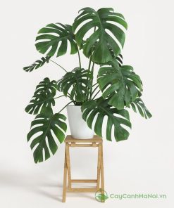 Monstera Borsigiana có nguồn gốc từ Trung Mỹ, Mexico và Panama