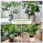 Cây Trầu Bà Nam Mỹ Lá Xẻ