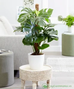Monstera thích nghi tốt khi trồng trong nhà