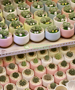 Chậu cây mini dáng tròn dễ kết hợp với nhiều phong cách nội thất