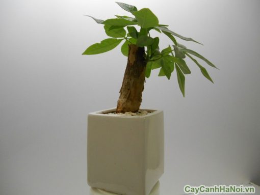 Chậu cây mini hình vuông thường được để trên bàn làm việc hay góc học tập