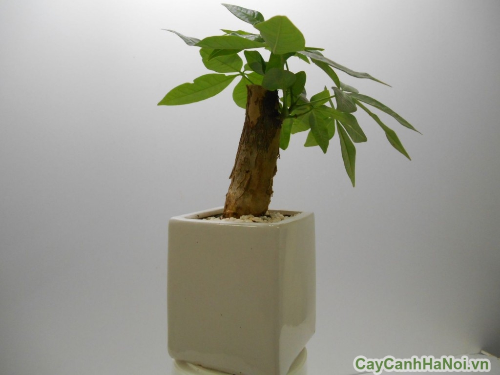 Chậu cây tiểu cảnh mini hình vuông thường được để trên bàn làm việc hay góc học tập