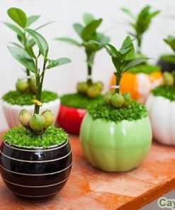 Chậu cây mini chất liệu gốm hoa văn gợi cảm giác hoài niệm