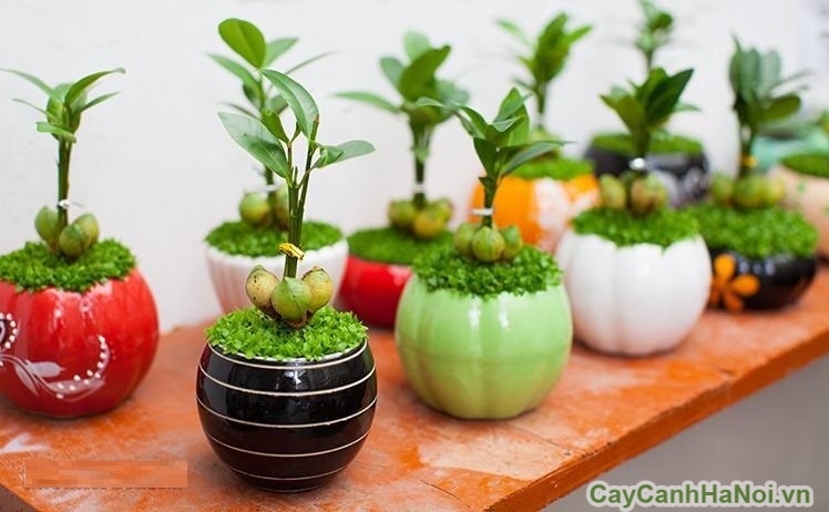 Chậu cây tiểu cảnh mini chất liệu gốm hoa văn gợi cảm giác hoài niệm