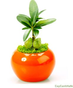 Chậu cây mini theo phong cách Nhật thường thiết kế đường nét gọn gàng