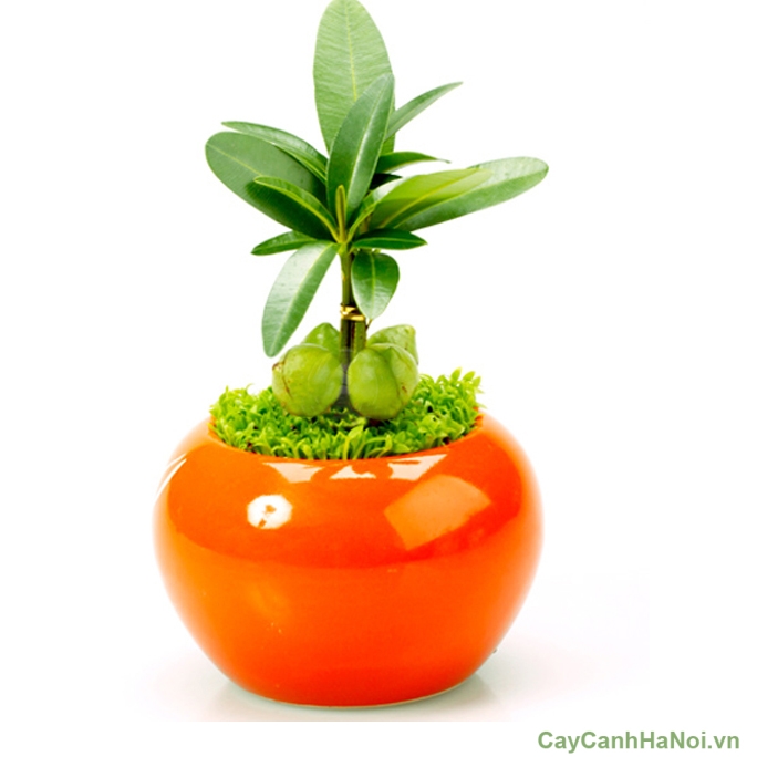 Chậu cây tiểu cảnh mini theo phong cách Nhật thường thiết kế đường nét gọn gàng