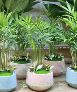 Cân nhắc kỹ các yếu tố trước khi chọn mua chậu cây mini