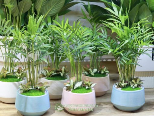 Cân nhắc kỹ các yếu tố trước khi chọn mua chậu cây mini