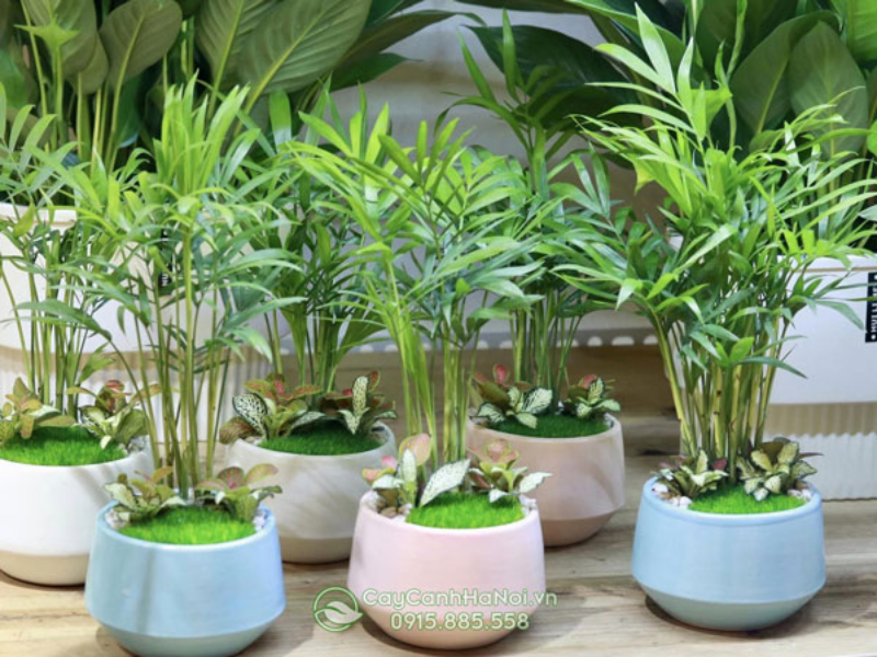 Cân nhắc kỹ các yếu tố trước khi chọn mua chậu cây tiểu cảnh mini
