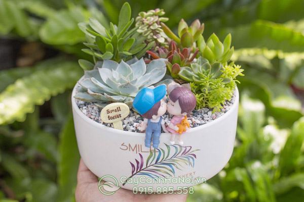 Chậu cây tiểu cảnh để bàn