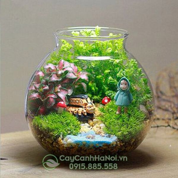 Tiểu cảnh mini trong nhà