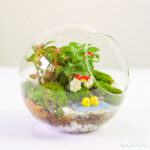Tiểu Cảnh Terrarium
