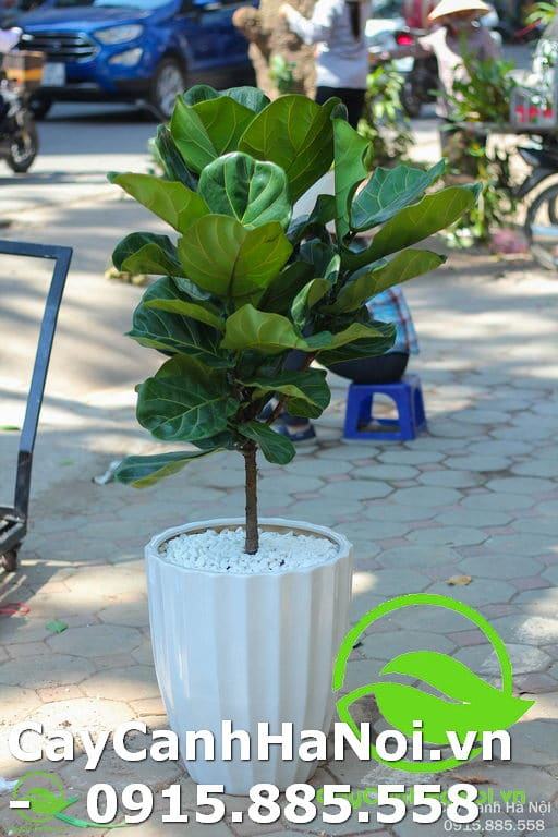 Hình ảnh cây bàng Singapore 