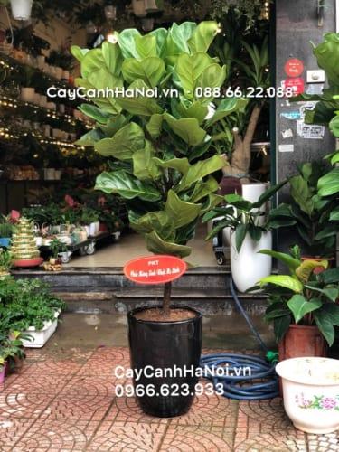 Cây bàng trong trang trí nội thất