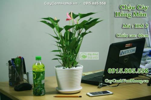 Chậu cây có sắc hoa màu đỏ rực rỡ 