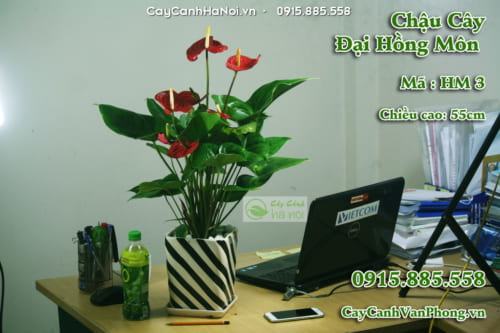 Chậu cây để bàn