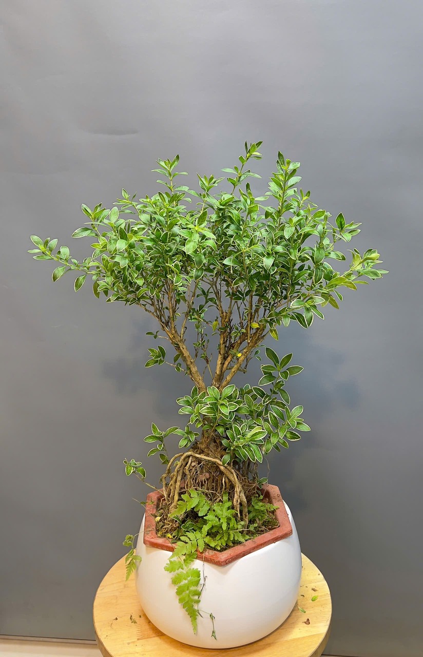 Cây tuyết mai bonsai mini là lựa chọn phù hợp cho những không gian nhỏ