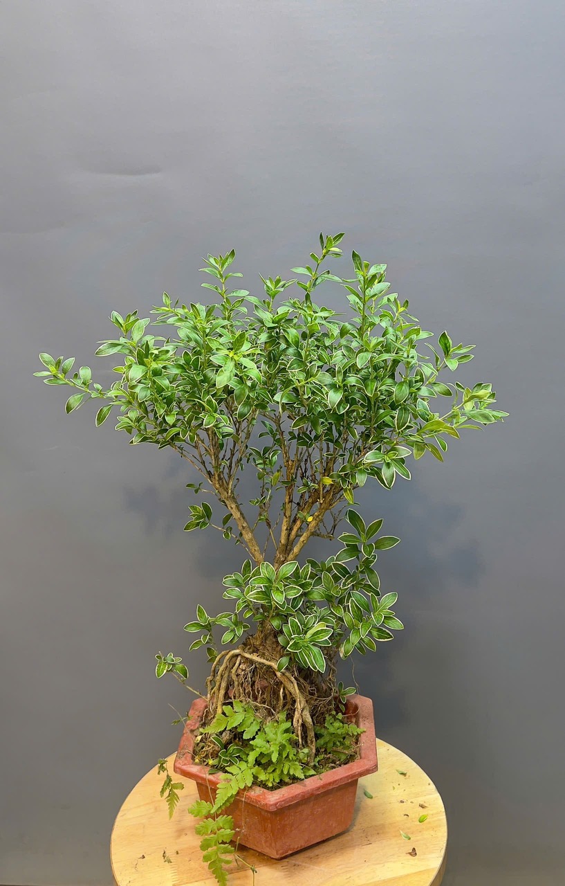 Tuyết mai dáng bonsai được rất nhiều người ưa chuộng